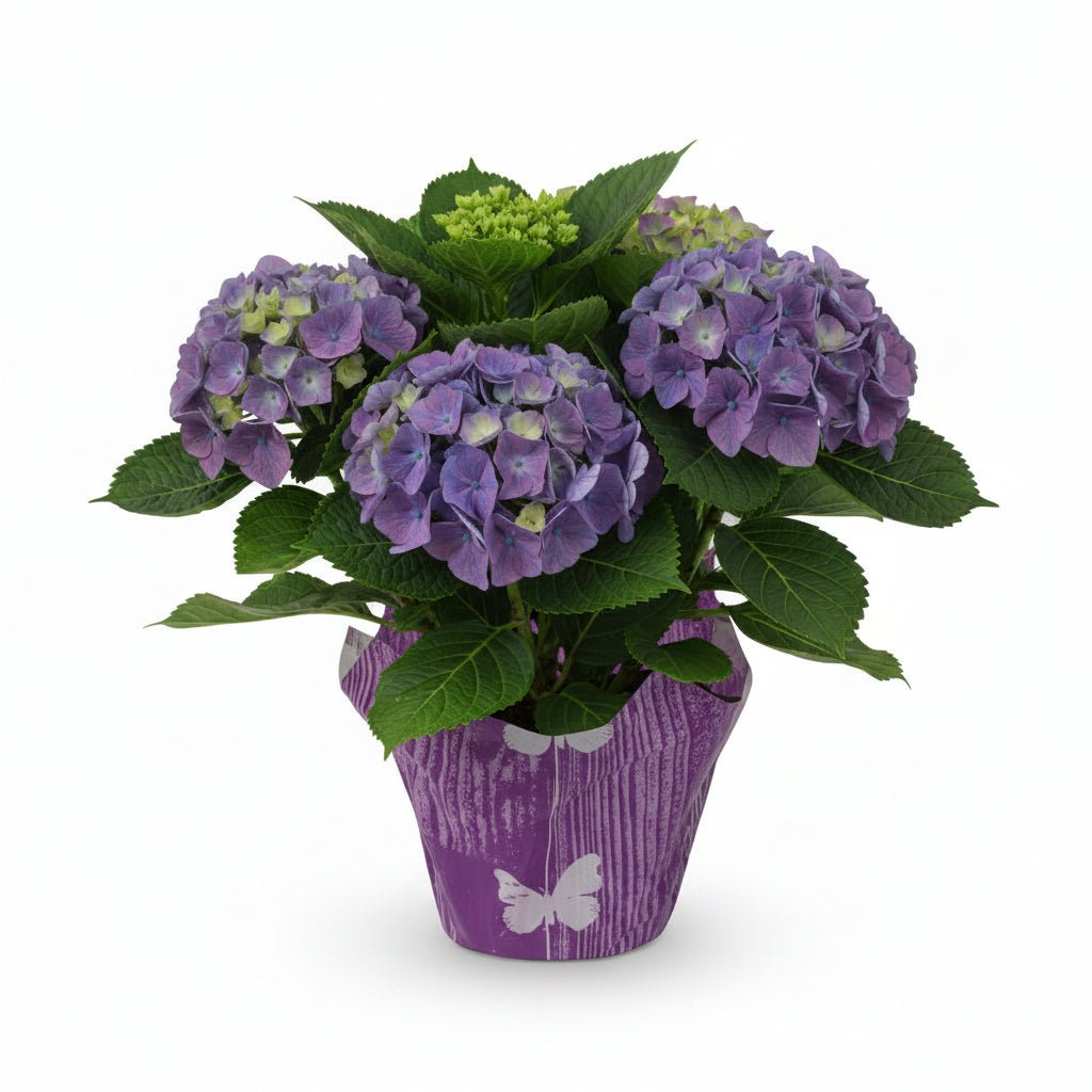 Hydrangea macrophylla (Hortensia bleu) H35 cm | Pot Ø14 cm - Verdeia - 1