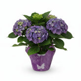 Hydrangea macrophylla (Hortensia bleu) H35 cm | Pot Ø14 cm - Verdeia - 1