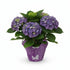 Hydrangea macrophylla (Hortensia bleu) H35 cm | Pot Ø14 cm - Verdeia - 1
