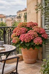 Hydrangea macrophylla Magical® Greenfire (Hortensia rose et vert) — H55 cm | Pot Ø23 cm - Verdeia - 5