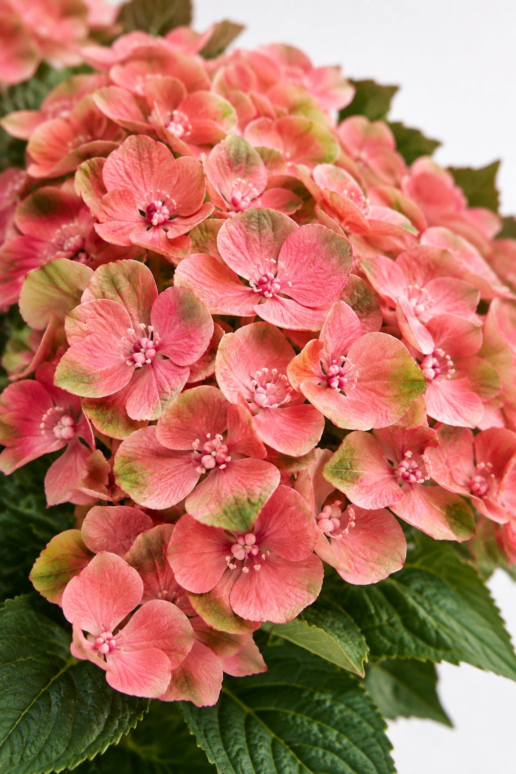 Hydrangea macrophylla Magical® Greenfire (Hortensia rose et vert) — H55 cm | Pot Ø23 cm - Verdeia - 1