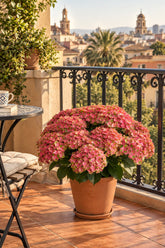 Hydrangea macrophylla Magical® Greenfire (Hortensia rose et vert) — H55 cm | Pot Ø23 cm - Verdeia - 3