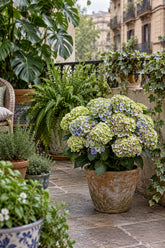 Hydrangea macrophylla Magical® Jewel Blue (Hortensia à fleurs changeantes) — H55 cm | Pot Ø23 cm - Verdeia - 4