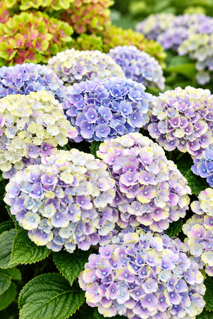 Hydrangea macrophylla Magical® Jewel Blue (Hortensia à fleurs changeantes) — H55 cm | Pot Ø23 cm - Verdeia - 1