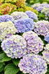 Hydrangea macrophylla Magical® Jewel Blue (Hortensia à fleurs changeantes) — H55 cm | Pot Ø23 cm - Verdeia - 1