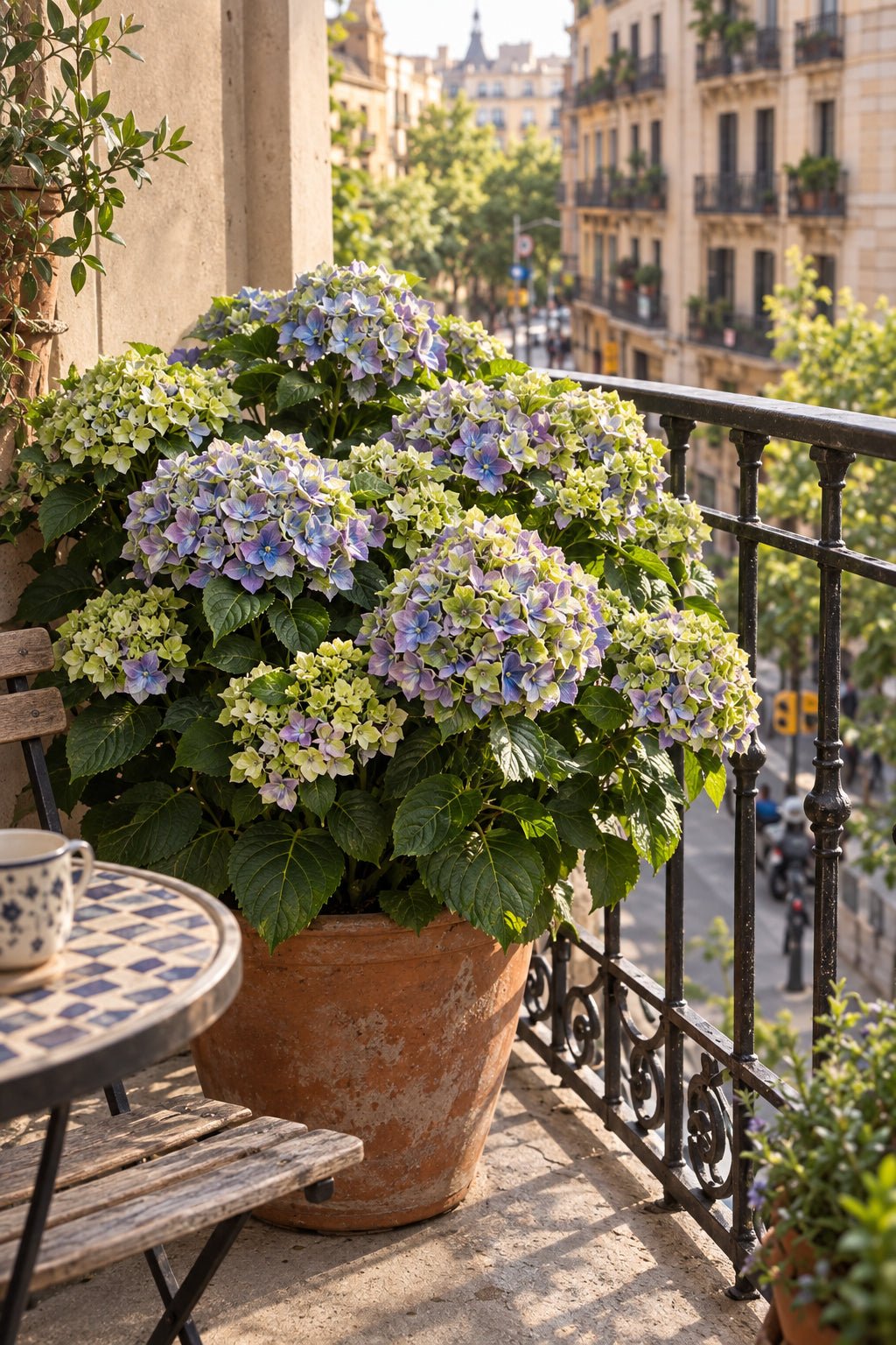 Hydrangea macrophylla Magical® Jewel Blue (Hortensia à fleurs changeantes) — H55 cm | Pot Ø23 cm - Verdeia - 5