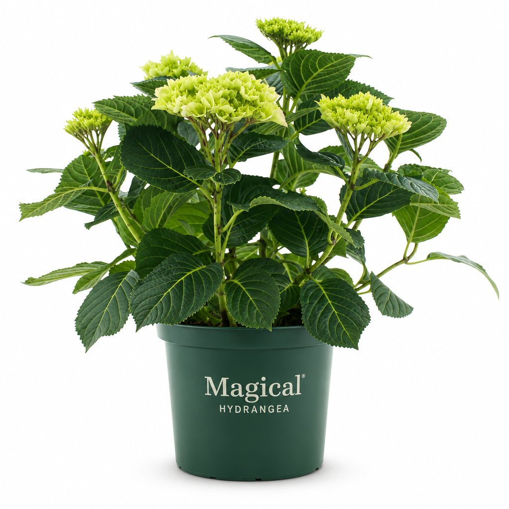 Hydrangea macrophylla Magical® Jewel Pink (Farbwechselnde Hortensie) — H55 cm | Topf Ø23 cm - Verdeia - 2
