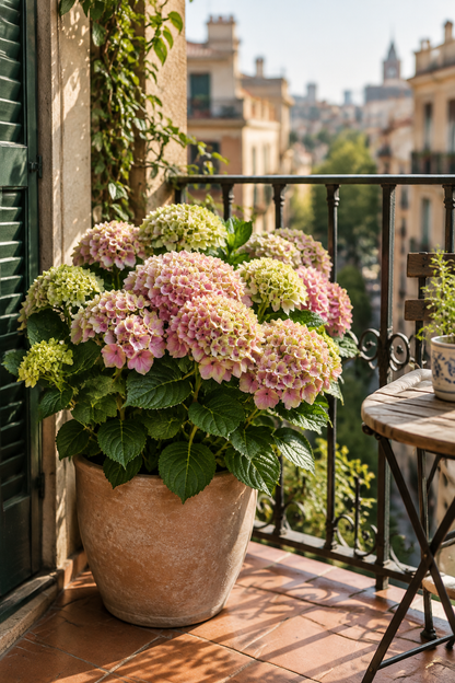 Hydrangea macrophylla Magical® Jewel Pink (Hortensia à fleurs changeantes) — H55 cm | Pot Ø23 cm - Verdeia - 5