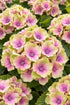 Hydrangea macrophylla Magical® Jewel Pink (Hortensia à fleurs changeantes) — H55 cm | Pot Ø23 cm - Verdeia - 1