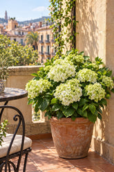 Hydrangea macrophylla Magical® Noblesse (Hortensia blanc à fleurs changeantes) — H55 cm | Pot Ø23 cm - Verdeia - 5