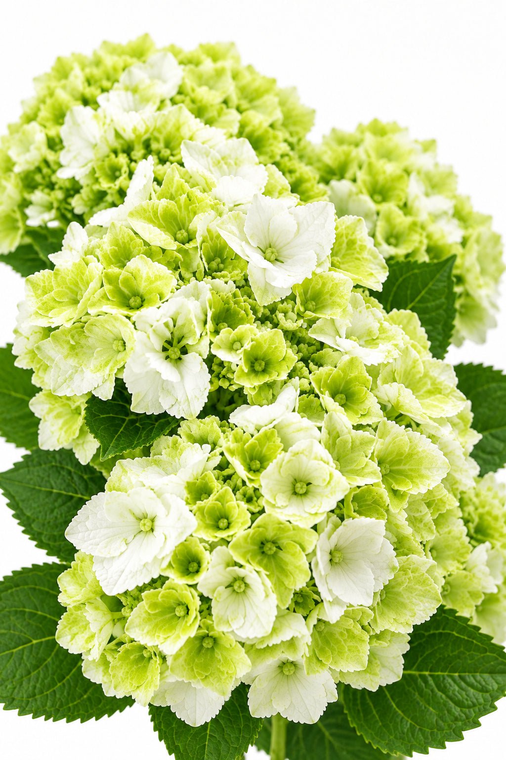 Hydrangea macrophylla Magical® Noblesse (Hortensia blanc à fleurs changeantes) — H55 cm | Pot Ø23 cm - Verdeia - 1