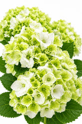 Hydrangea macrophylla Magical® Noblesse (Hortensia blanc à fleurs changeantes) — H55 cm | Pot Ø23 cm - Verdeia - 1