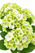 Hydrangea macrophylla Magical® Noblesse (Hortensia blanc à fleurs changeantes) — H55 cm | Pot Ø23 cm - Verdeia - 1