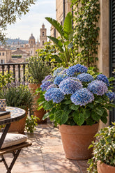 Hydrangea macrophylla Magical® Revolution Blue (Hortensia à fleurs changeantes) — H55 cm | Pot Ø23 cm - Verdeia - 4