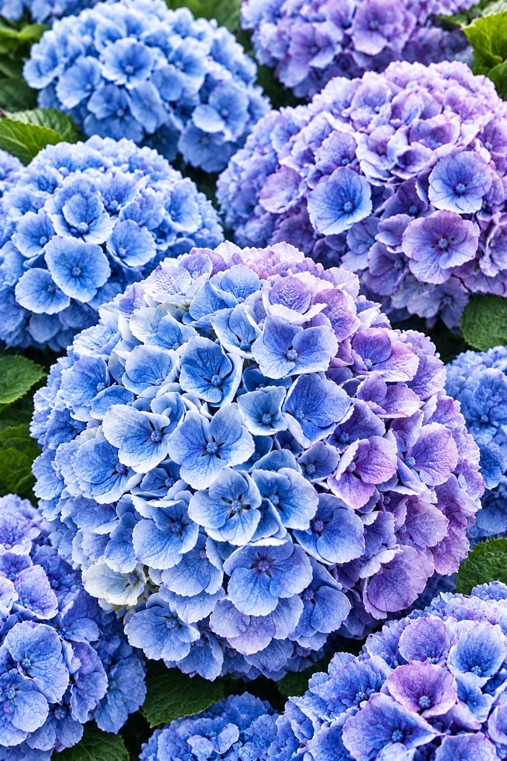 Hydrangea macrophylla Magical® Revolution Blue (Hortensia à fleurs changeantes) — H55 cm | Pot Ø23 cm - Verdeia - 1