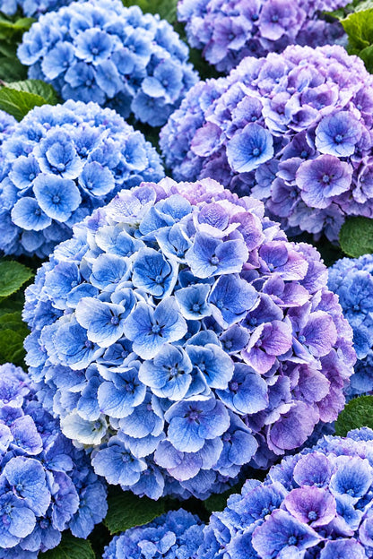 Hydrangea macrophylla Magical® Revolution Blue (Hortensia à fleurs changeantes) — H55 cm | Pot Ø23 cm - Verdeia - 1