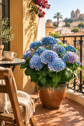Hydrangea macrophylla Magical® Revolution Blue (Hortensia à fleurs changeantes) — H55 cm | Pot Ø23 cm - Verdeia - 3