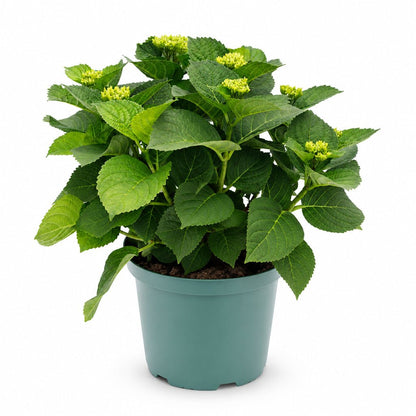 Hydrangea macrophylla Magical® Revolution Blue (Hortensia à fleurs changeantes) — H55 cm | Pot Ø23 cm - Verdeia - 2