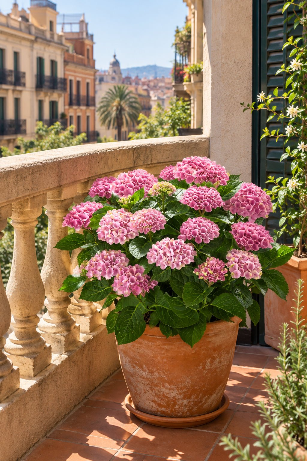 Hydrangea macrophylla Magical® Revolution Pink (Farbwechselnde Hortensie) — H55 cm | Topf Ø23 cm - Verdeia - 5