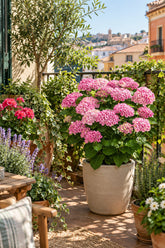 Hydrangea macrophylla Magical® Revolution Pink (Hortensia à fleurs changeantes) — H55 cm | Pot Ø23 cm - Verdeia - 4