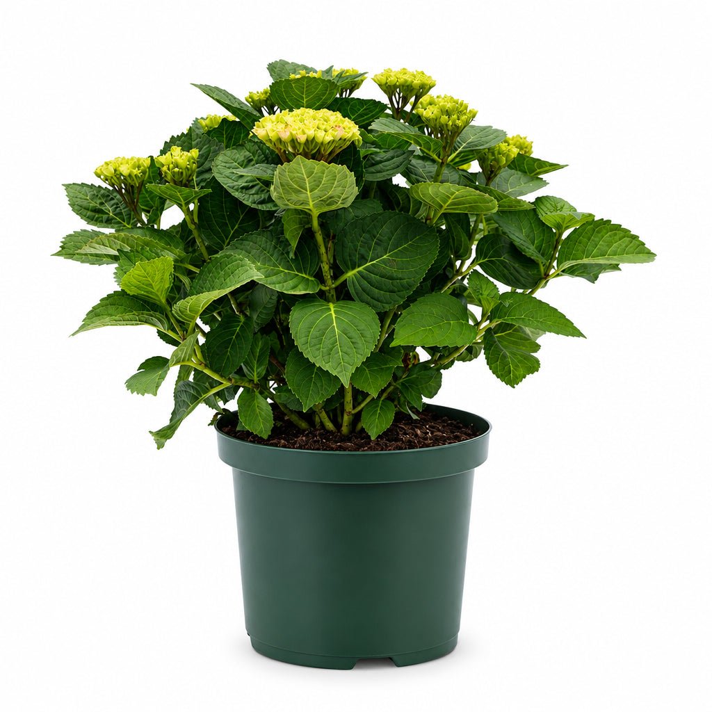 Hydrangea macrophylla Magical® Revolution Pink (Hortensia à fleurs changeantes) — H55 cm | Pot Ø23 cm - Verdeia - 2