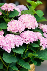 Hydrangea macrophylla Magical® Revolution Pink (Hortensia à fleurs changeantes) — H55 cm | Pot Ø23 cm - Verdeia - 1