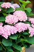 Hydrangea macrophylla Magical® Revolution Pink (Hortensia à fleurs changeantes) — H55 cm | Pot Ø23 cm - Verdeia - 1