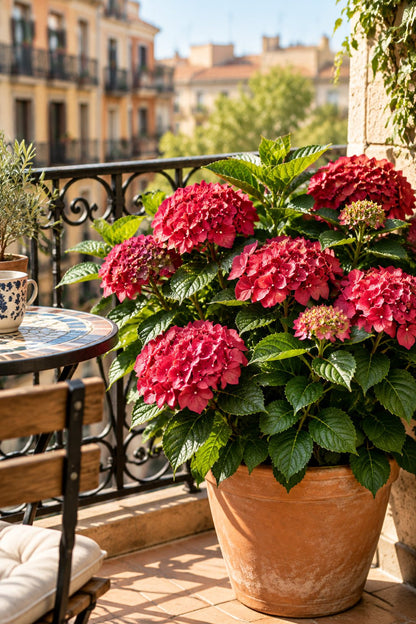 Hydrangea macrophylla Magical® Ruby Tuesday (Hortensia rouge à fleurs changeantes) — H55 cm | Pot Ø23 cm - Verdeia - 5