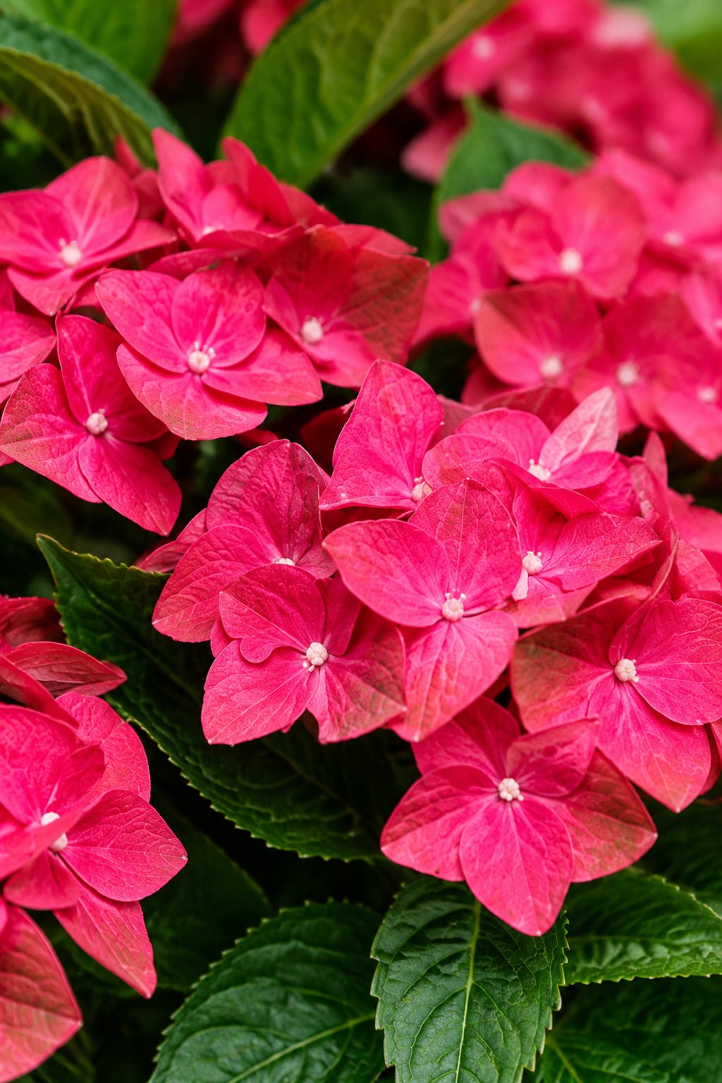 Hydrangea macrophylla Magical® Ruby Tuesday (Hortensia rouge à fleurs changeantes) — H55 cm | Pot Ø23 cm - Verdeia - 1