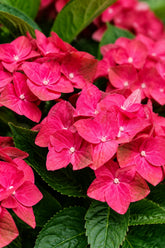 Hydrangea macrophylla Magical® Ruby Tuesday (Hortensia rouge à fleurs changeantes) — H55 cm | Pot Ø23 cm - Verdeia - 1