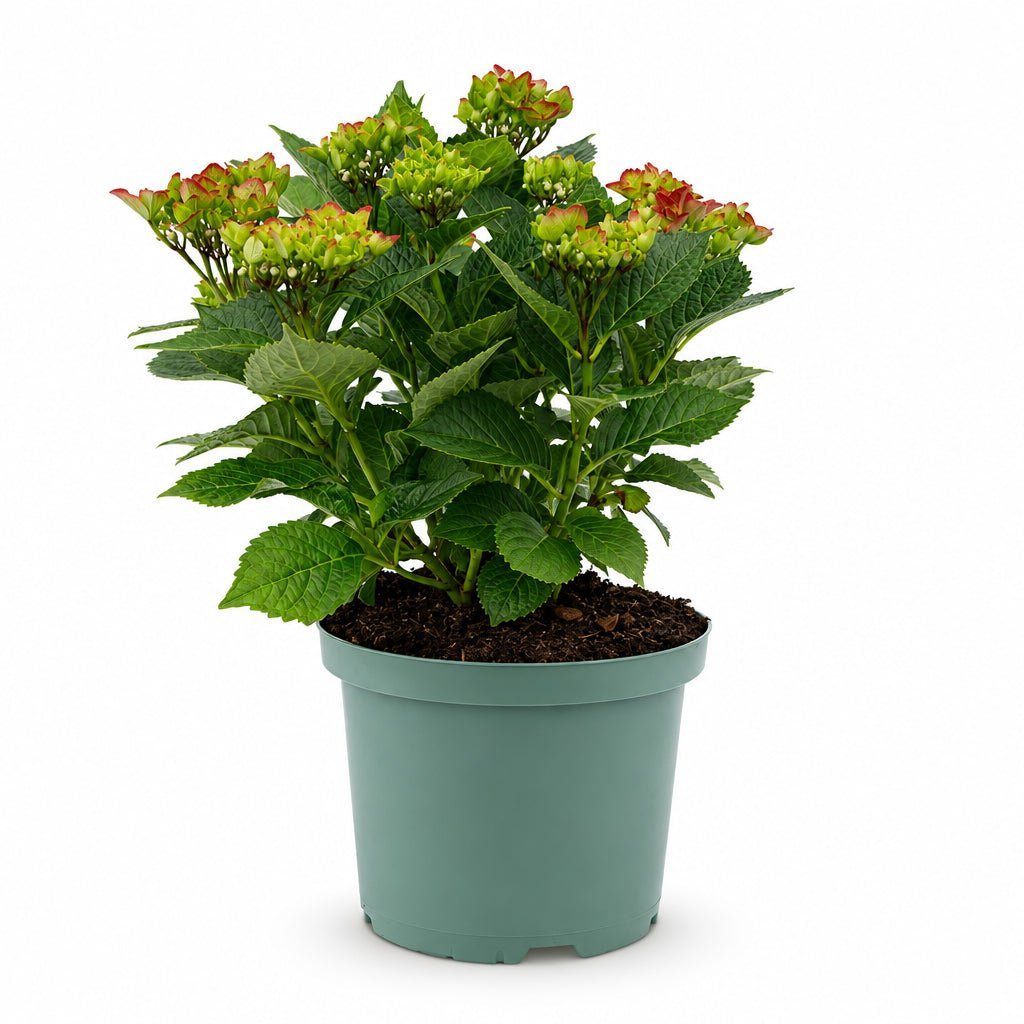 Hydrangea macrophylla Magical® Ruby Tuesday (Rote farbwechselnde Hortensie) — H55 cm | Topf Ø23 cm - Verdeia - 2