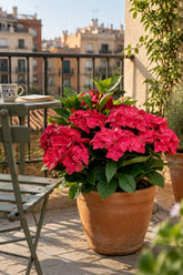 Hydrangea macrophylla Magical® Ruby Tuesday (Hortensia rouge à fleurs changeantes) — H55 cm | Pot Ø23 cm - Verdeia - 3