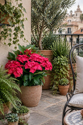 Hydrangea macrophylla Magical® Ruby Tuesday (Hortensia rouge à fleurs changeantes) — H55 cm | Pot Ø23 cm - Verdeia - 4