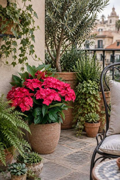 Hydrangea macrophylla Magical® Ruby Tuesday (Hortensia rouge à fleurs changeantes) — H55 cm | Pot Ø23 cm - Verdeia - 4