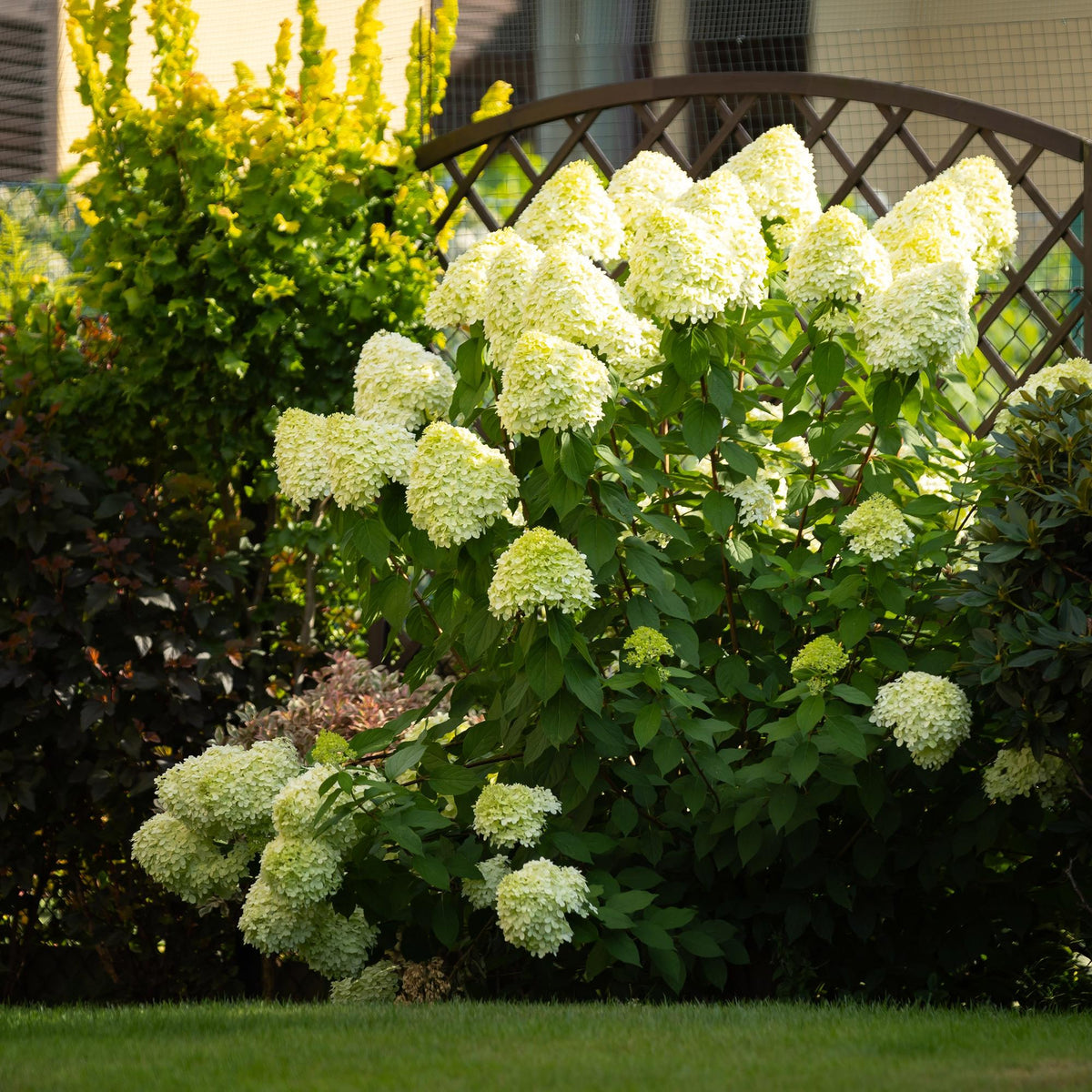 Hydrangea paniculata &
