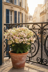Hydrangea paniculata &