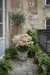 Hydrangea paniculata &
