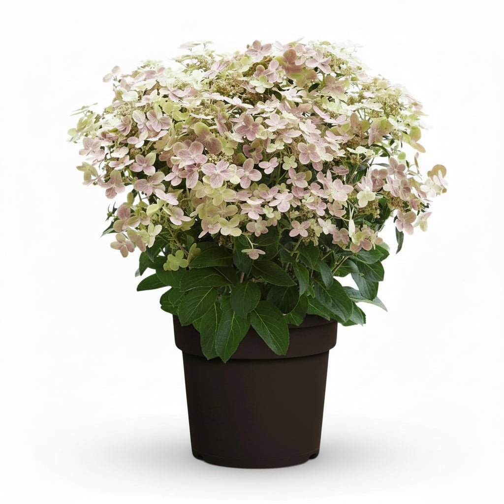 Hydrangea paniculata &