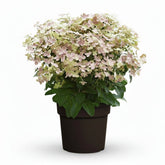 Hydrangea paniculata &