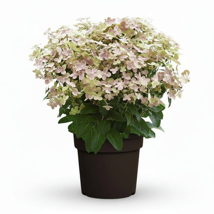 Hydrangea paniculata &