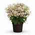 Hydrangea paniculata &