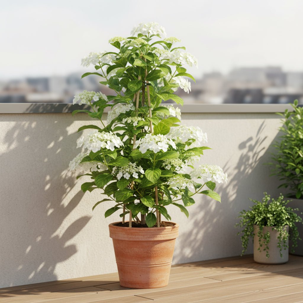 Hydrangea petiolaris – Hortensia grimpant – D15cm x H65cm - Verdeia