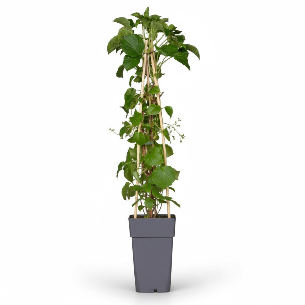 Hydrangea petiolaris – Hortensia grimpant – D15cm x H65cm - Verdeia