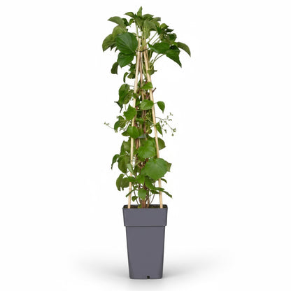 Hydrangea petiolaris – Hortensia grimpant – D15cm x H65cm - Verdeia