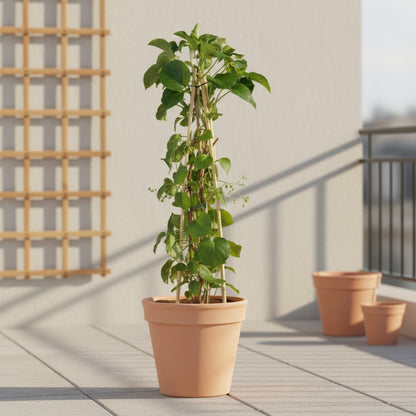 Hydrangea petiolaris – Hortensia grimpant – D15cm x H65cm - Verdeia