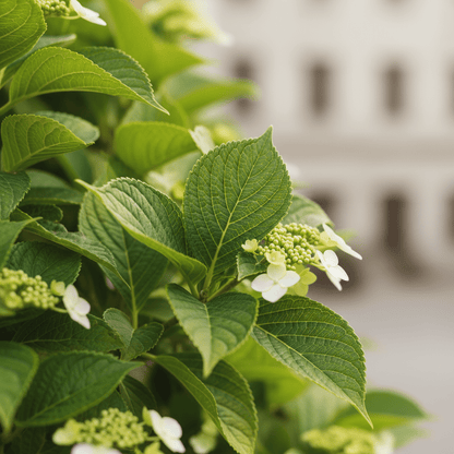 Hydrangea petiolaris – Hortensia grimpant – D15cm x H65cm - Verdeia