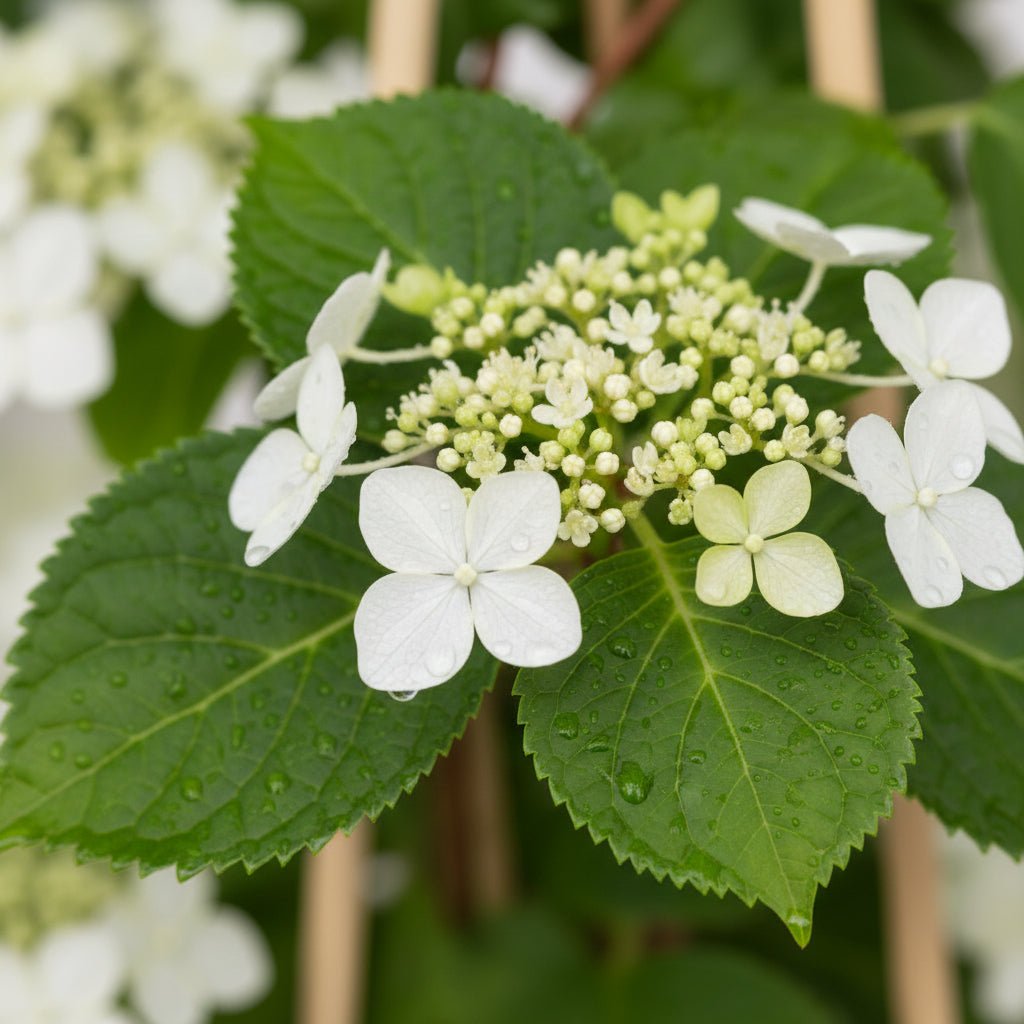 Hydrangea petiolaris (Hortensia trepadora) — H65 cm | Maceta Ø15 cm - Verdeia - 1