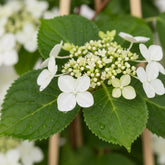 Hydrangea petiolaris (Hortensia trepadora) — H65 cm | Maceta Ø15 cm - Verdeia - 1