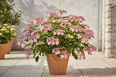 Hydrangea serrata ‘Pink Petticoat’® – Hortensia dentada rosa – D19 x A25cm - Verdeia - 3