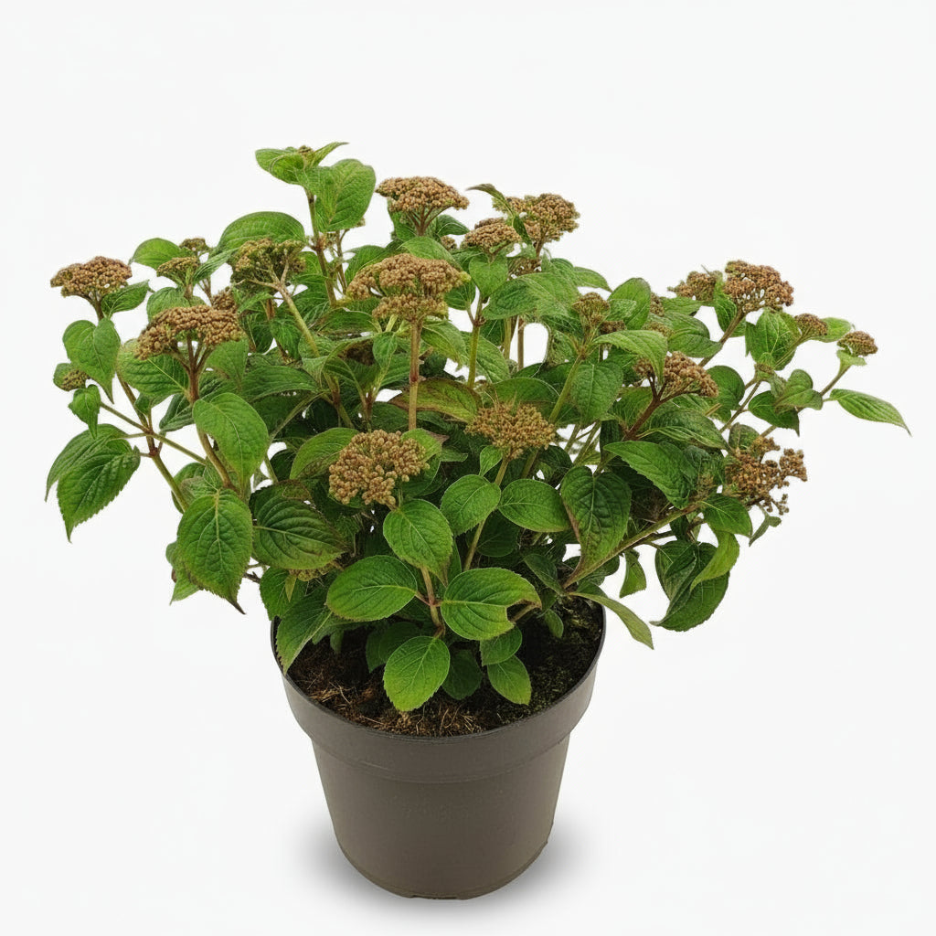 Hydrangea serrata ‘Pink Petticoat’® – Hortensia dentada rosa – D19 x A25cm - Verdeia - 1